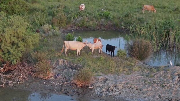 Aerial view of cows grazing by a pond in Zvernec Albania. Aerial view of cows grazing by a pond in Zvernec Albania.