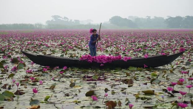 View of a person in a boat harvesting pink water lilies Bangladesh. View of a person in a boat harvesting pink water lilies Bangladesh.