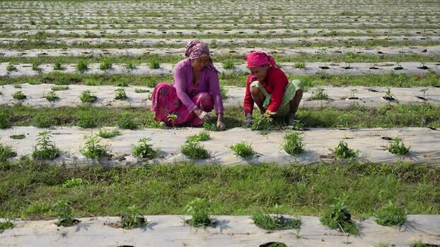 View of women working in a field with plastic mulch in Nepal.