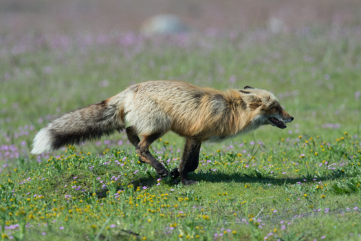 View of a cross fox running through a field of wildflowers in San Juan County Washington United States. View of a cross fox running through a field of wildflowers in San Juan County Washington United States.