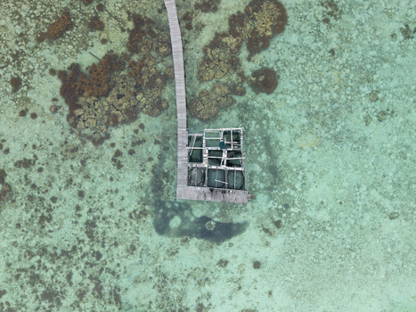 Aerial view of a weathered wooden pier extending into the turquoise sea near Cottage Legon Waru contrasting with the submerged coral reefs Karimunjawa Central Java Indonesia.