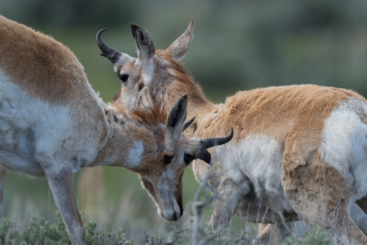 View of two pronghorns interacting in the grassy landscape of Yellowstone National Park United States. View of two pronghorns interacting in the grassy landscape of Yellowstone National Park United States.