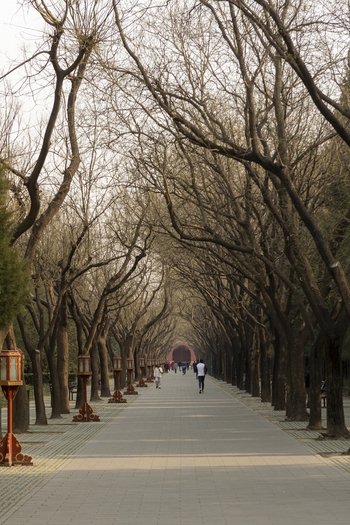View of a paved walkway lined with bare winter trees and traditional red lanterns with people walking towards a gate in Beijing Beijing China. View of a paved walkway lined with bare winter trees and traditional red lanterns with people walking towards a gate in Beijing Beijing China.