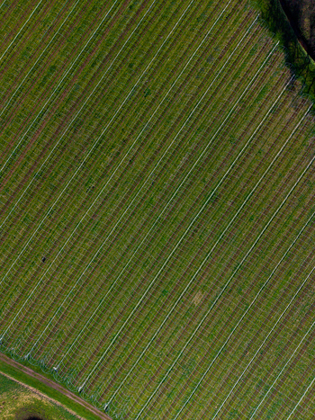 Aerial view of the agricultural fields at Gnosall Heath featuring rows of crops protected by netting and a dirt path along the edge in Gnosall England United Kingdom. Aerial view of the agricultural fields at Gnosall Heath featuring rows of crops protected by netting and a dirt path along the edge in Gnosall England United Kingdom.