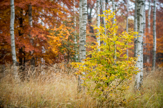 View of a small tree with vibrant yellow autumn leaves standing in a forest of birch trees with orange foliage and dry grass in Debrzno Pomeranian Voivodeship Poland. View of a small tree with vibrant yellow autumn leaves standing in a forest of birch trees with orange foliage and dry grass in Debrzno Pomeranian Voivodeship Poland.
