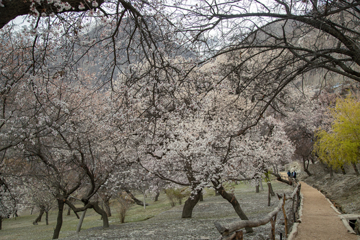 View of apricot trees in full bloom along a dirt path near the historic Altit Fort in Altit Gilgit Pakistan. View of apricot trees in full bloom along a dirt path near the historic Altit Fort in Altit Gilgit Pakistan.