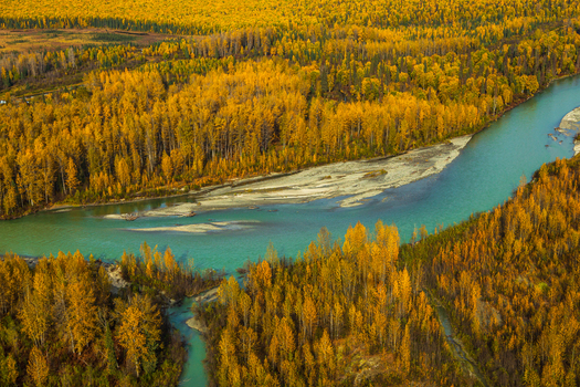 Aerial view of the turquoise waters of a river winding through a dense forest with vibrant autumn foliage in Denali National Park and Preserve near Talkeetna Alaska United States. Aerial view of the turquoise waters of a river winding through a dense forest with vibrant autumn foliage in Denali National Park and Preserve near Talkeetna Alaska United States.