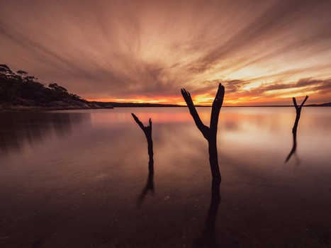 View of dead trees standing in the calm water at sunset with a vibrant orange sky and reflections in Vancouver Peninsula Western Australia Australia. View of dead trees standing in the calm water at sunset with a vibrant orange sky and reflections in Vancouver Peninsula Western Australia Australia.