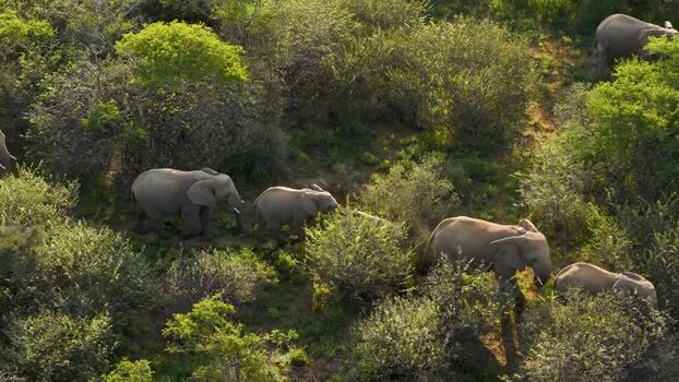 Aerial view of elephants in the bushland South Africa.