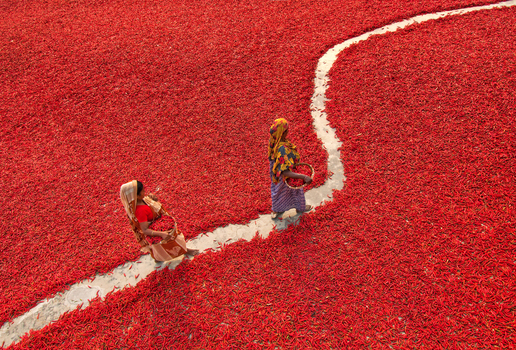 Bogura Bangladesh 13 March 2018 View of two women walking along a narrow path through a vast field of red chili peppers drying in the sun. Bogura Bangladesh 13 March 2018 View of two women walking along a narrow path through a vast field of red chili peppers drying in the sun.