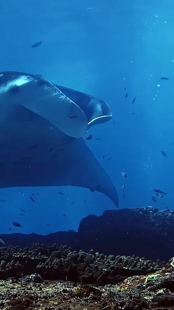 View of a manta ray swimming near a coral reef in Bali Indonesia. View of a manta ray swimming near a coral reef in Bali Indonesia.