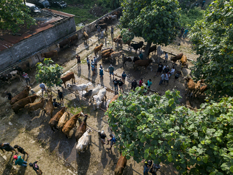 Kecamatan Prambanan Indonesia 04 May 2026 Aerial view of Animal Market Prambanan with cattle tied in pens and people walking between rows of livestock under the shade of trees.