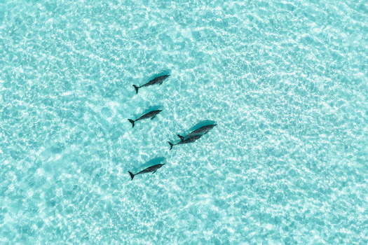 Aerial view of a pod of dolphins swimming through crystal clear turquoise water with sunlight reflecting on the surface Vashafaru Haa Alif Atoll Maldives. Aerial view of a pod of dolphins swimming through crystal clear turquoise water with sunlight reflecting on the surface Vashafaru Haa Alif Atoll Maldives.