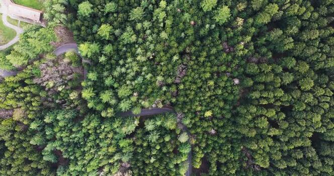 Aerial view of a winding road through a dense evergreen forest Italy. Aerial view of a winding road through a dense evergreen forest Italy.
