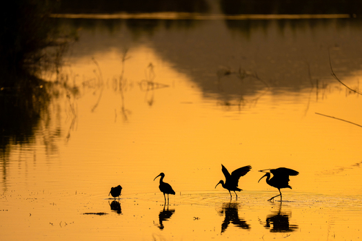 View of Glossy Ibis silhouettes wading in a calm lake with golden sunset reflections on the water surface in Kallar Kahar Punjab Pakistan. View of Glossy Ibis silhouettes wading in a calm lake with golden sunset reflections on the water surface in Kallar Kahar Punjab Pakistan.