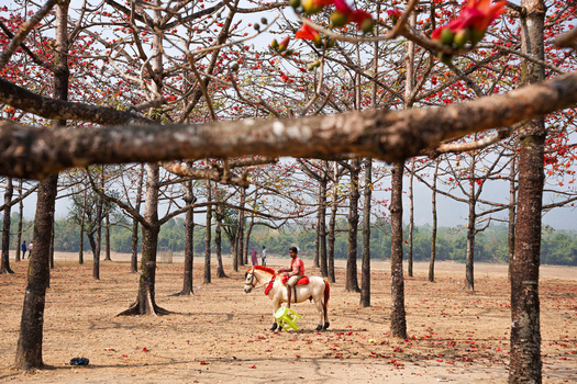 Sunamganj District Bangladesh 04 February 2026 View of Shimul Bagan garden with a person riding a white horse among blooming silk cotton trees and red flowers. Sunamganj District Bangladesh 04 February 2026 View of Shimul Bagan garden with a person riding a white horse among blooming silk cotton trees and red flowers.