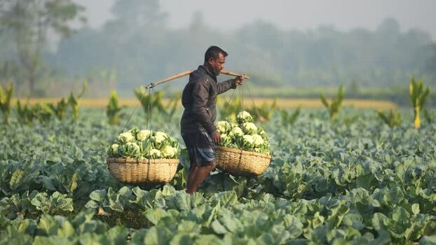 View of a farmer carrying cauliflower baskets in Bogura Bangladesh. View of a farmer carrying cauliflower baskets in Bogura Bangladesh.