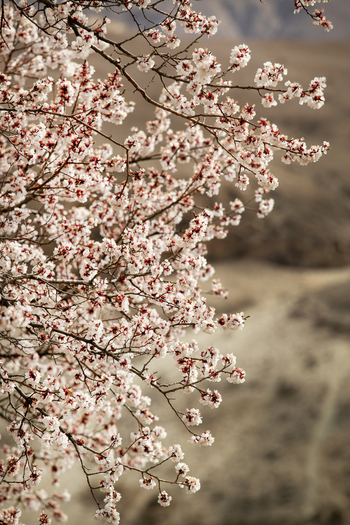 View of blooming cherry blossoms on dark branches with a blurred mountain landscape in the background in Hunza Nagar Gilgit Pakistan. View of blooming cherry blossoms on dark branches with a blurred mountain landscape in the background in Hunza Nagar Gilgit Pakistan.