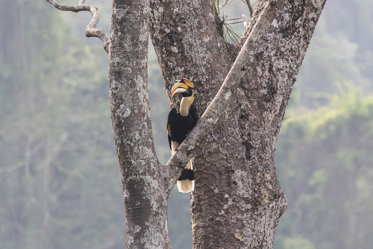 View of a Great Hornbill perched on a tree branch in a lush tropical forest Dehong Dai and Jingpo Autonomous Prefecture Yunnan China. View of a Great Hornbill perched on a tree branch in a lush tropical forest Dehong Dai and Jingpo Autonomous Prefecture Yunnan China.