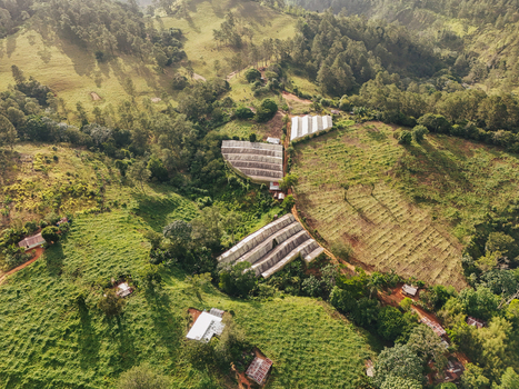 Aerial view of greenhouses nestled in lush green hills featuring rolling terrain dense vegetation and dirt paths in Jarabacoa La Vega Province Dominican Republic.