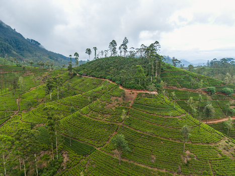 Aerial view of lush green tea plantations on terraced hillsides under a cloudy sky in Nallathanniya Central Province Sri Lanka. Aerial view of lush green tea plantations on terraced hillsides under a cloudy sky in Nallathanniya Central Province Sri Lanka.