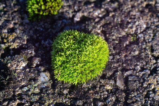 View of a vibrant green moss cushion growing on a textured dark weathered rock surface in Looe Cornwall United Kingdom. View of a vibrant green moss cushion growing on a textured dark weathered rock surface in Looe Cornwall United Kingdom.