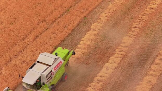 Aerial view of combine harvester in wheat field Hungary.