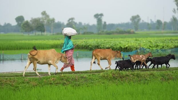 View of a woman herding livestock through green fields Bangladesh.