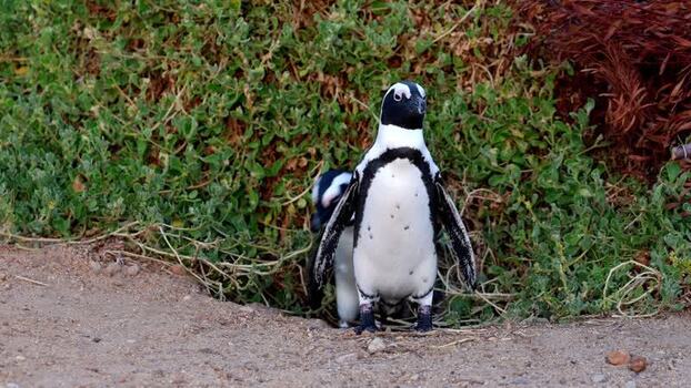 View of penguins at Stoney Point South Africa. View of penguins at Stoney Point South Africa.