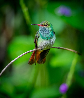View of a vibrant hummingbird with iridescent green feathers and a slender red beak perched on a thin twig against a soft focus green background in Canada. View of a vibrant hummingbird with iridescent green feathers and a slender red beak perched on a thin twig against a soft focus green background in Canada.