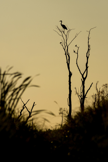 View of a bird silhouette perched on a dead tree against a golden sunset sky in Debrzno Pomeranian Voivodeship Poland. View of a bird silhouette perched on a dead tree against a golden sunset sky in Debrzno Pomeranian Voivodeship Poland.
