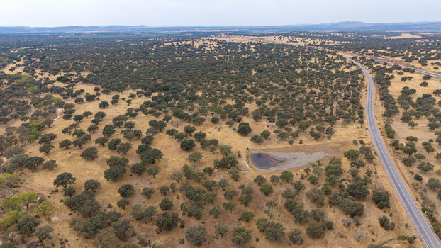 Aerial view of the dehesa landscape with scattered oak trees dry golden grasslands a small pond and a winding road in Navalmoral de la Mata Extremadura Spain.