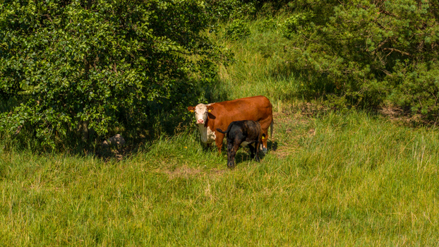 Aerial view of a cow and her calf grazing in a lush green meadow near a tree at Oro Fortress Island Oro Varsinais Suomi Finland. Aerial view of a cow and her calf grazing in a lush green meadow near a tree at Oro Fortress Island Oro Varsinais Suomi Finland.