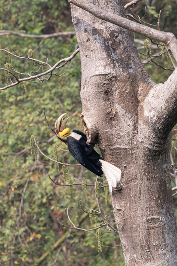 View of a wreathed hornbill perched on a tree trunk near a nesting hole in a lush forest in Dehong Dai and Jingpo Autonomous Prefecture Yunnan China. View of a wreathed hornbill perched on a tree trunk near a nesting hole in a lush forest in Dehong Dai and Jingpo Autonomous Prefecture Yunnan China.