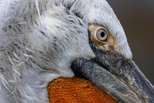 View of a Dalmatian pelican showing detailed white feathers and a vibrant orange throat pouch Mulhouse Grand Est France.