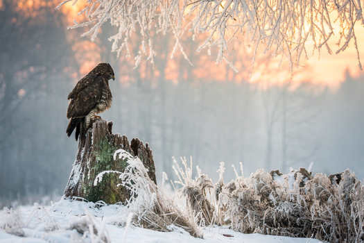 View of a common buzzard perched on a frost covered tree stump in a snowy field during a golden sunrise in Debrzno Pomeranian Voivodeship Poland.