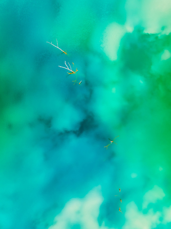 Aerial view of turquoise water with floating branches and natural debris creating a vibrant abstract pattern in the sea Andalusia Spain. Aerial view of turquoise water with floating branches and natural debris creating a vibrant abstract pattern in the sea Andalusia Spain.