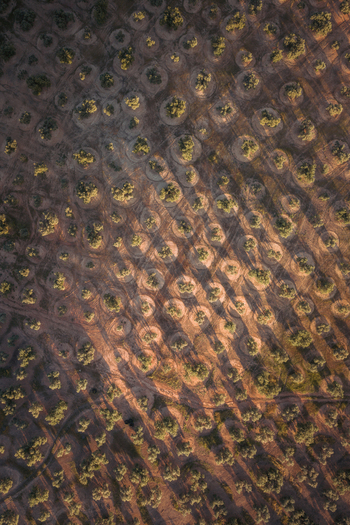 Aerial view of the olive grove at Hacienda El Tarajal with long shadows cast by the trees during golden hour in El Tarajal Andalucia Spain. Aerial view of the olive grove at Hacienda El Tarajal with long shadows cast by the trees during golden hour in El Tarajal Andalucia Spain.