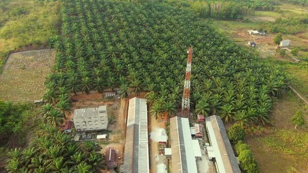 Aerial view of oil palm plantation in Anggana Indonesia. Aerial view of oil palm plantation in Anggana Indonesia.