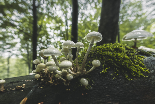 View of small white mushrooms growing on a mossy fallen tree trunk in a lush green forest in Kartuzy County Pomeranian Voivodeship Poland. View of small white mushrooms growing on a mossy fallen tree trunk in a lush green forest in Kartuzy County Pomeranian Voivodeship Poland.