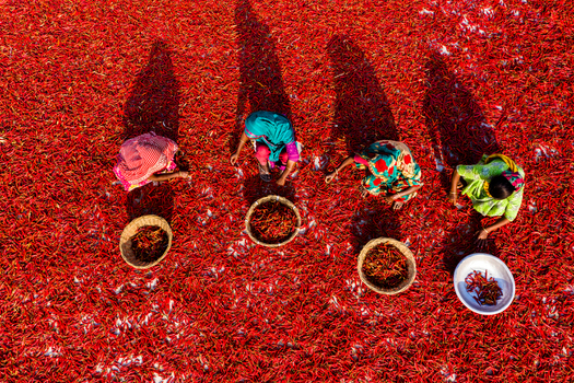 Bogura Bangladesh 06 March 2022 Aerial view of women working in a field covered with red chilies sorting and drying the harvest under the sun.