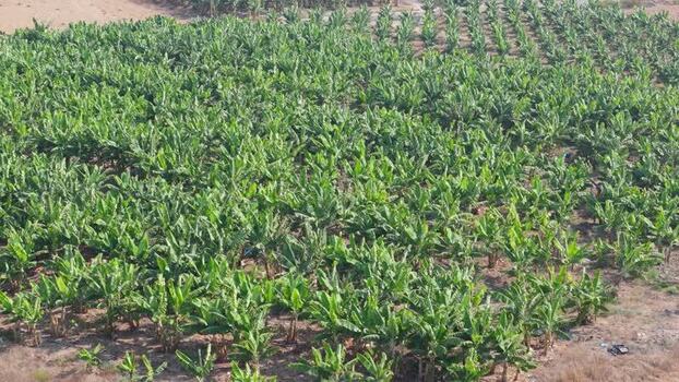 Aerial view of a banana plantation in Nicosia Cyprus.