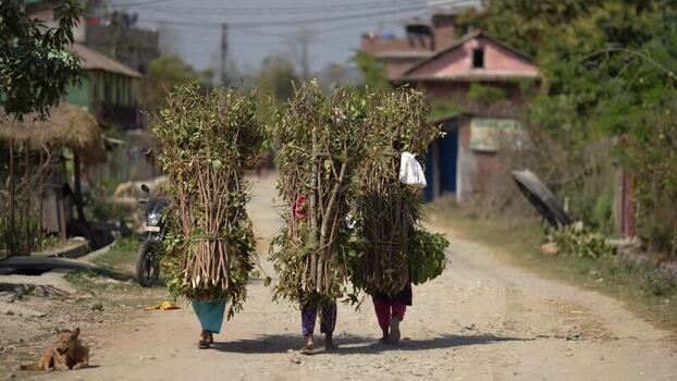 View of people carrying heavy wood bundles in Dhangadhi Nepal. View of people carrying heavy wood bundles in Dhangadhi Nepal.