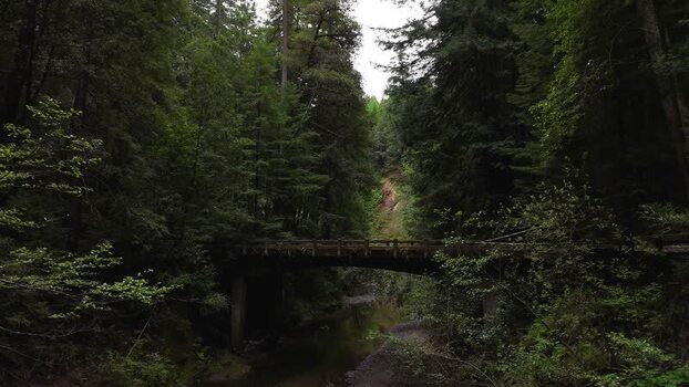 Aerial view of a wooden bridge in a redwood forest United States. Aerial view of a wooden bridge in a redwood forest United States.
