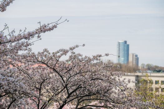 View of blooming cherry blossom branches with a modern city skyline and skyscraper in the background Vilnius Vilnius County Lithuania. View of blooming cherry blossom branches with a modern city skyline and skyscraper in the background Vilnius Vilnius County Lithuania.