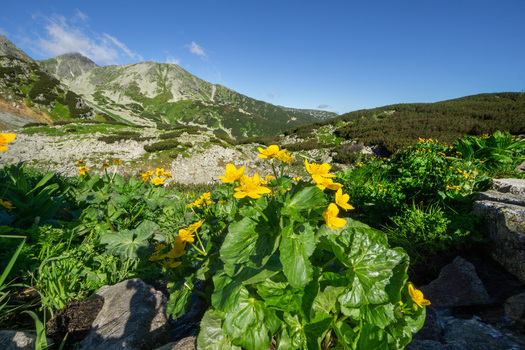 View of yellow wildflowers blooming at Razcestie pod Hrubou Kopou in the Western Tatras with rocky mountain peaks and green slopes under a blue sky Ziar Zilina Region Slovakia. View of yellow wildflowers blooming at Razcestie pod Hrubou Kopou in the Western Tatras with rocky mountain peaks and green slopes under a blue sky Ziar Zilina Region Slovakia.