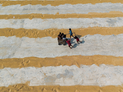 Brahmanbaria Bangladesh 25 January 2026 Aerial view of children playing with a wooden cart on a drying floor with long rows of golden grain under bright sunlight.