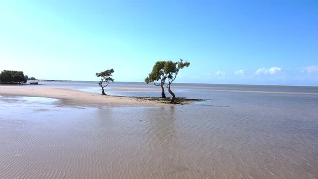 Aerial view of trees on the beach Mozambique.