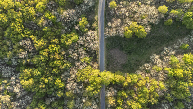 Aerial view of a narrow road passing through a lush forest with vibrant green and yellow foliage under bright sunlight Ourense Province of Ourense Spain. Aerial view of a narrow road passing through a lush forest with vibrant green and yellow foliage under bright sunlight Ourense Province of Ourense Spain.
