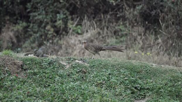 View of a pheasant and doves on a grassy bank China.